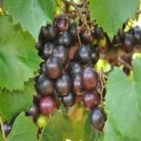 Uncover the Unique Taste of Muscadine Grapes