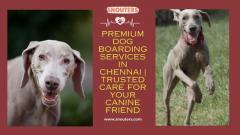 Premium Dog Boarding Services in Chennai | Trusted Care for Your Canine Friend