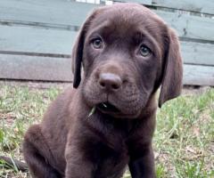Labrador Retriever Puppies for Sale Melbourne,