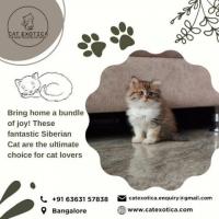  Buy Cats and Kittens for Sale in Bangalore | Cat Exotica