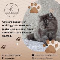 Cats for Sale in Bangalore | Cat Exotica