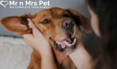 Professional Dog Sitter in Bangalore 