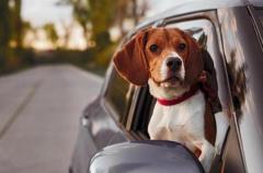 Fort William Dog-Friendly Cab: A Comfortable Ride for You and Your Pet