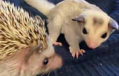 Home - Pet Hedgehogs/Sugar Gliders/Ferret