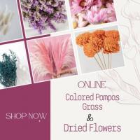 Online Colored Pampas Grass and Dried Flowers Shopping Store In India
