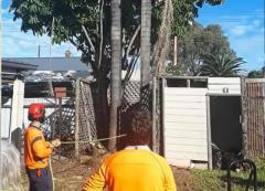 Palm Tree Removal Adelaide