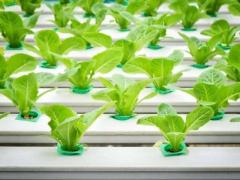 Growing Your Future: Exploring Hydroponic Farming Training Programs In Hyderabad