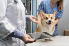 Intestinal Parasites In Dogs - Atlas Pet Hospital