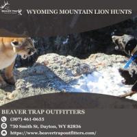  Wyoming Mountain Lion Hunts in Dayton, WY