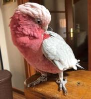 Rose-Breasted Galah Cockatoos for Sale