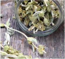 Olympian Elixir: Tea Greek Potent Mountain Tea from Mt. Olympus