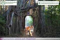 Ranthambore Safari Booking Online