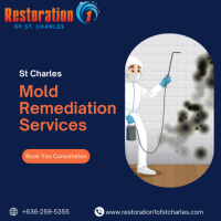 Top-Rated Mold Removal Services in St. Charles!