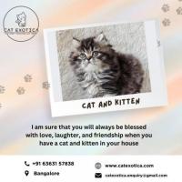 Persian Kittens for Sale in Bangalore | Cat Exotica