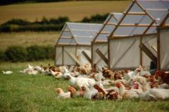 Top Quality Pasture Raised Chicken in Houston - Blessings Ranch