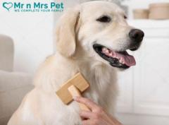 Professional Dog Groomers in Kanpur