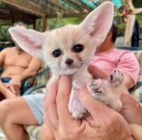 Fennec foxes for sale (indoor trained)