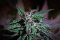 Top-Rated Cannabis Flowers Brampton