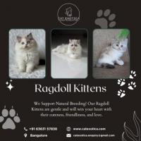 Kittens for Sale in Bangalore | Cat Exotica