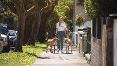Dog Accessories online Melbourne