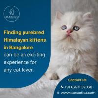Himalayan Kittens in Bangalore | Cat Exotica