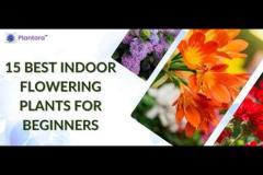 Indoor Flowering Plants For Beginners