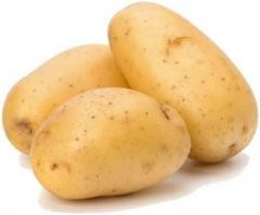 Best Quality Potato Exporters In India